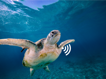 Sea turtle with signal, which sends, for example, the animal’s condition or other information.